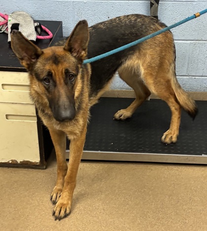 Shelter Stray Female Dog last seen Near Hidden Valley Road, 30035, GA, 3280 Chamblee Dunwoody Rd, Chamblee, GA 30341, USA
