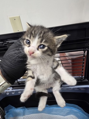 Shelter Stray Female Cat last seen Near eden aave, Oakland, CA, 1101 29th Ave, Oakland, CA 94601, USA