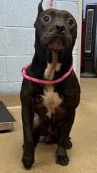 Shelter Stray Male Dog last seen Near McAfee Road Decatur, 30032, GA, 3280 Chamblee Dunwoody Rd, Chamblee, GA 30341, USA