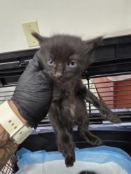 Shelter Stray Male Cat last seen Near eden aave, Oakland, CA, 1101 29th Ave, Oakland, CA 94601, USA