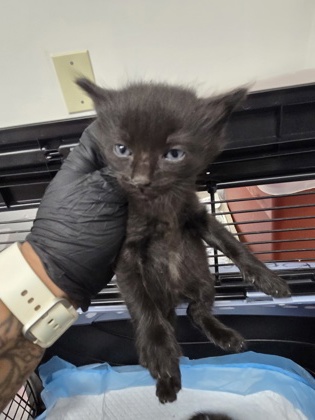 Shelter Stray Male Cat last seen Near eden aave, Oakland, CA, 1101 29th Ave, Oakland, CA 94601, USA