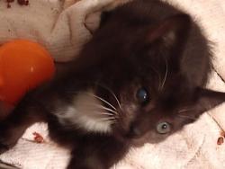 Shelter Stray Male Cat last seen Near Fields Dr, Lithonia, GA 30038, 30038, GA, 3280 Chamblee Dunwoody Rd, Chamblee, GA 30341, USA