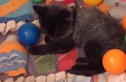 Shelter Stray Male Cat last seen Near Fields Dr, Lithonia, GA 30038, 30038, GA, 3280 Chamblee Dunwoody Rd, Chamblee, GA 30341, USA