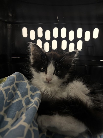 Shelter Stray Male Cat last seen Near e 11th st, Oakland, CA, 1101 29th Ave, Oakland, CA 94601, USA