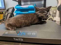 Shelter Stray Male Cat last seen Near Ridge Creek Dr Clarkston, GA 30021, 30021, GA, 3280 Chamblee Dunwoody Rd, Chamblee, GA 30341, USA