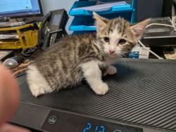 Shelter Stray Male Cat last seen Near Ridge Creek Dr Clarkston, GA 30021, 30021, GA, 3280 Chamblee Dunwoody Rd, Chamblee, GA 30341, USA
