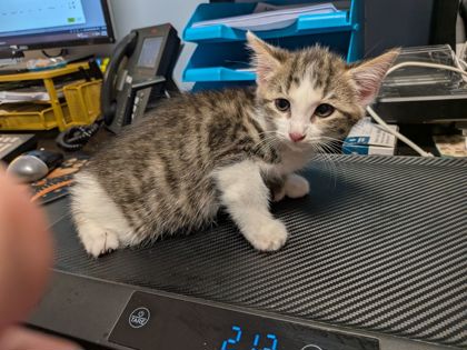 Shelter Stray Male Cat last seen Near Ridge Creek Dr Clarkston, GA 30021, 30021, GA, 3280 Chamblee Dunwoody Rd, Chamblee, GA 30341, USA