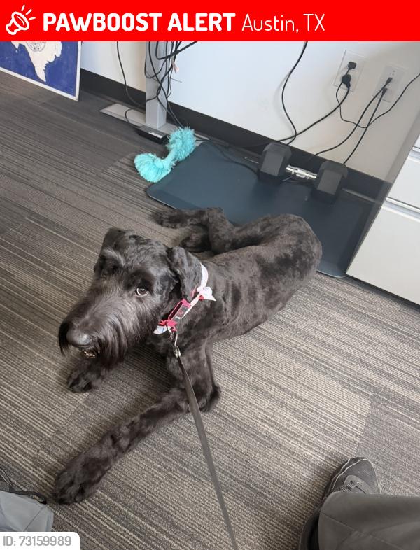 Lost Female Dog last seen Jarred Lee cove Austin Tx 78724, Austin, TX 78653