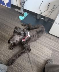 Lost Female Dog last seen Jarred Lee cove Austin Tx 78724, Austin, TX 78653