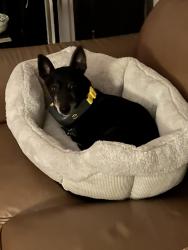 Reunited Male Dog last seen Hwy 357 and Zimmerman Rd, Inman, SC 29349