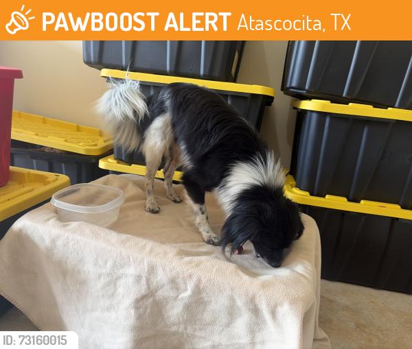 Found/Stray Male Dog last seen Shearwater bend drive, Atascocita, TX 77396