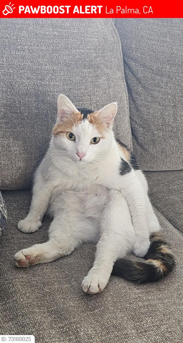 Lost Female Cat last seen Del Norte Circle. Kennedy High School Field., La Palma, CA 90623