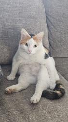 Lost Female Cat last seen Del Norte Circle. Kennedy High School Field., La Palma, CA 90623