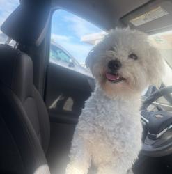 Lost Male Dog last seen Burford, Dallas, TX 75236