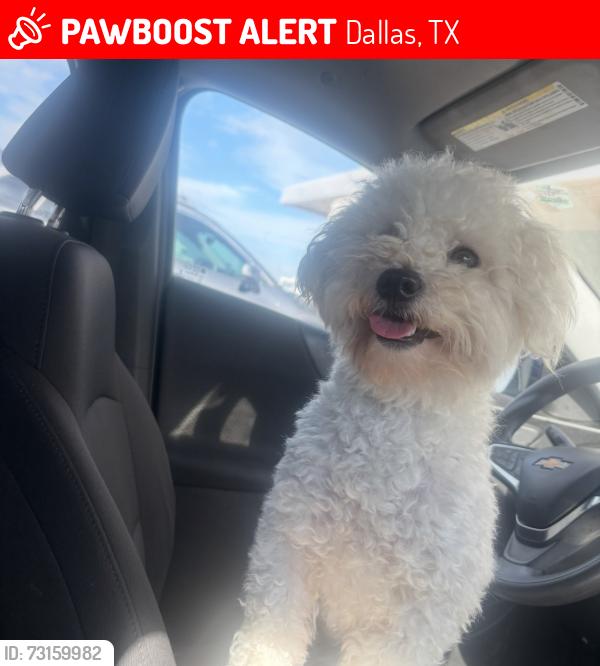 Lost Male Dog last seen Burford, Dallas, TX 75236