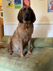 Reunited Male Dog last seen Black Cat Road 1.5 miles from 64 exit right behind Keswick ests - was chasing a fox, Keswick, VA 22947