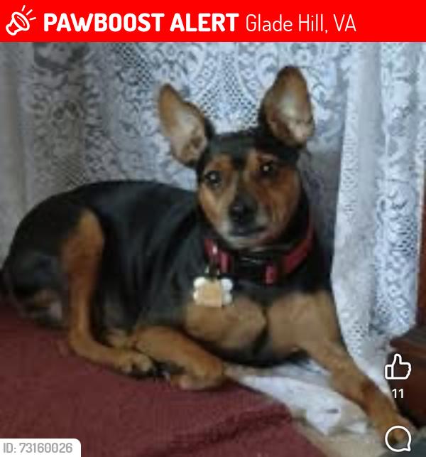 Lost Male Dog last seen Redwood road, Glade Hill, VA 24092