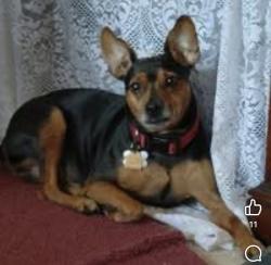 Lost Male Dog last seen Redwood road, Glade Hill, VA 24092