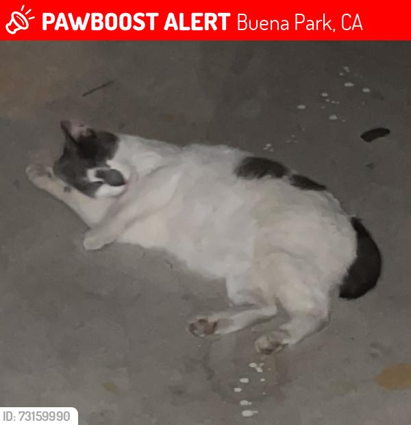 Lost Male Cat last seen Lincoln and Valley View Los Tract behind home goods, Buena Park, CA 90623