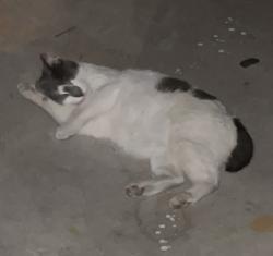 Lost Male Cat last seen Lincoln and Valley View Los Tract behind home goods, Buena Park, CA 90623