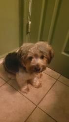 Lost Male Dog last seen Near Colley Avenue and W 36th Street, Norfolk, VA 23508