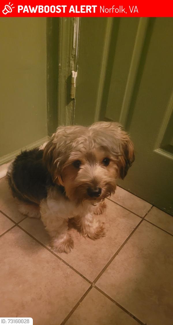 Lost Male Dog last seen Near Colley Avenue and W 36th Street, Norfolk, VA 23508