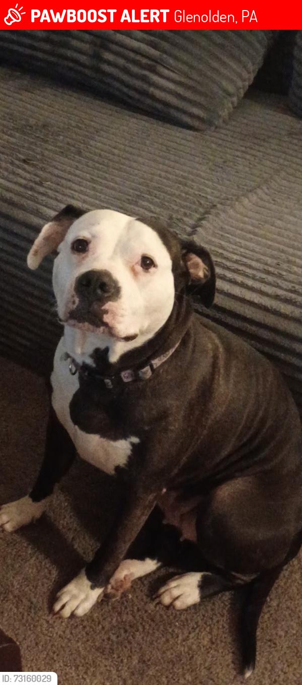 Lost Female Dog last seen Next to glenolden train station., Glenolden, PA 19036