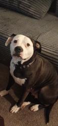 Lost Female Dog last seen Next to glenolden train station., Glenolden, PA 19036
