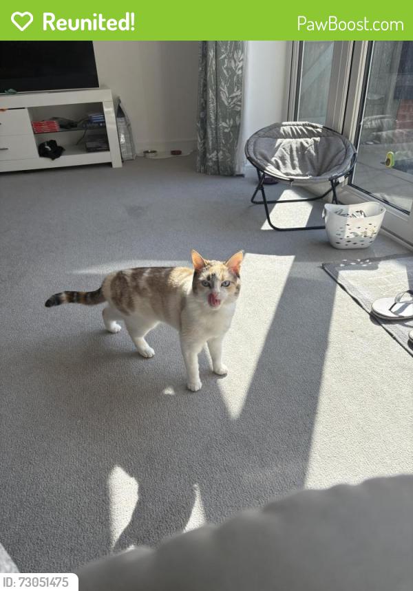 Reunited Female Cat last seen Bartons road, Hampshire, England PO9 5FJ