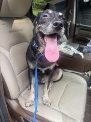 Found/Stray Male Dog last seen Corban and Branchview, Concord, NC 28025