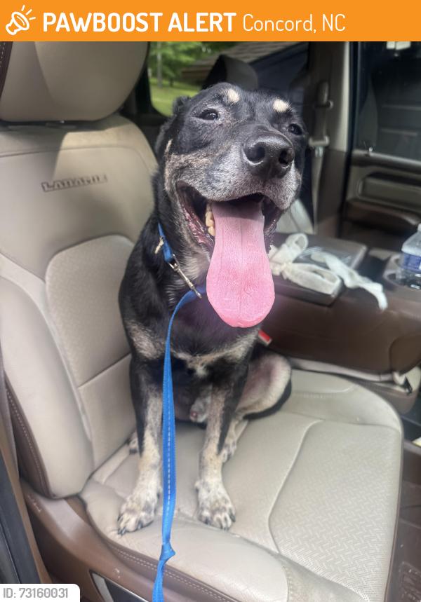 Found/Stray Male Dog last seen Corban and Branchview, Concord, NC 28025