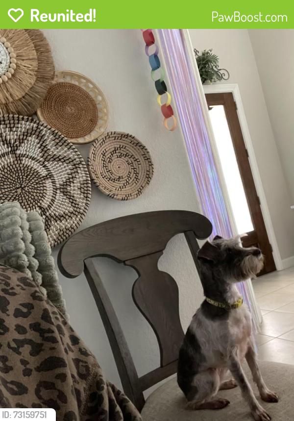 Reunited Female Dog last seen Sutton Crest Dr, Tomball, TX 77375