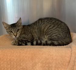 Shelter Stray Female Cat last seen Near Rincon Ave, LIVERMORE, CA, 94550, 8323 Baldwin St, Oakland, CA 94621, USA