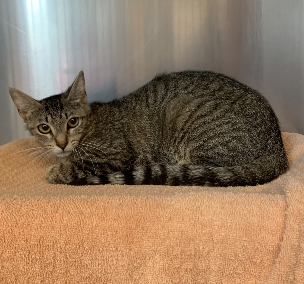 Shelter Stray Female Cat last seen Near Rincon Ave, LIVERMORE, CA, 94550, 8323 Baldwin St, Oakland, CA 94621, USA