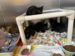 Shelter Stray Female Cat last seen Near Rincon Ave, LIVERMORE, CA, 94550, 8323 Baldwin St, Oakland, CA 94621, USA
