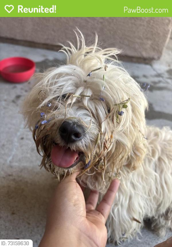 Reunited Unknown Dog last seen Kendall Hills, San Bernardino, CA 92407, USA, San Bernardino, CA 92407