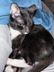 Reunited Male Cat last seen Palmetto Row s, Summerville, SC 29485