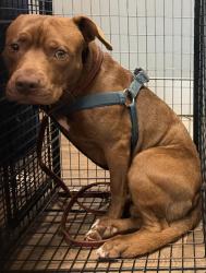 Shelter Stray Male Dog last seen San Diego, CA, 92108, 5500 Gaines St, San Diego, CA 92110, USA