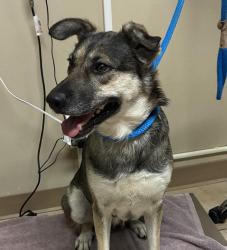 Shelter Stray Female Dog last seen SW Dickinson st and SW 60th Ave, PORTLAND, OR, 97219, 1700 W Historic Columbia River Hwy, Troutdale, OR 97060, USA