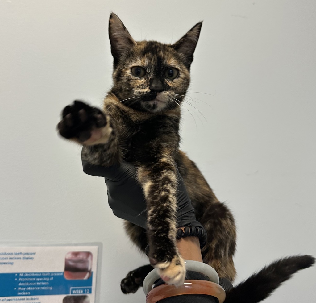 Shelter Stray Female Cat last seen Near World Trad Drive, San Diego, CA, 92128, 5500 Gaines St, San Diego, CA 92110, USA