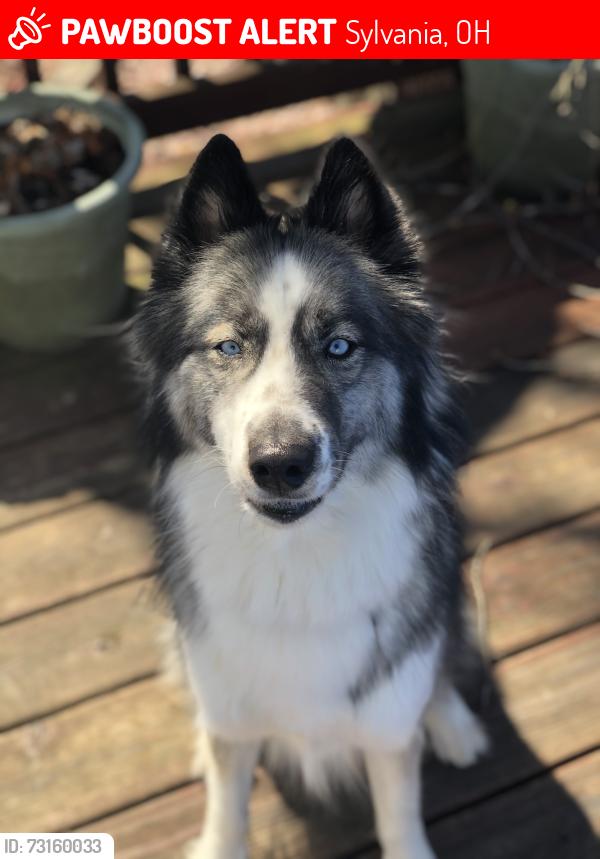 Lost Female Dog last seen Kings walk lane. King road between brint and sylvania ave, Sylvania, OH 43560