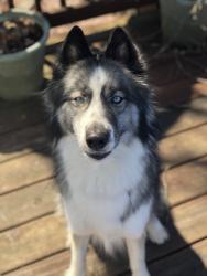 Lost Female Dog last seen Kings walk lane. King road between brint and sylvania ave, Sylvania, OH 43560