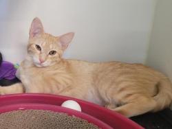 Shelter Stray Female Cat last seen Near E 5th Avenue, Escondido, CA, 92025, Escondido, CA 92027, USA