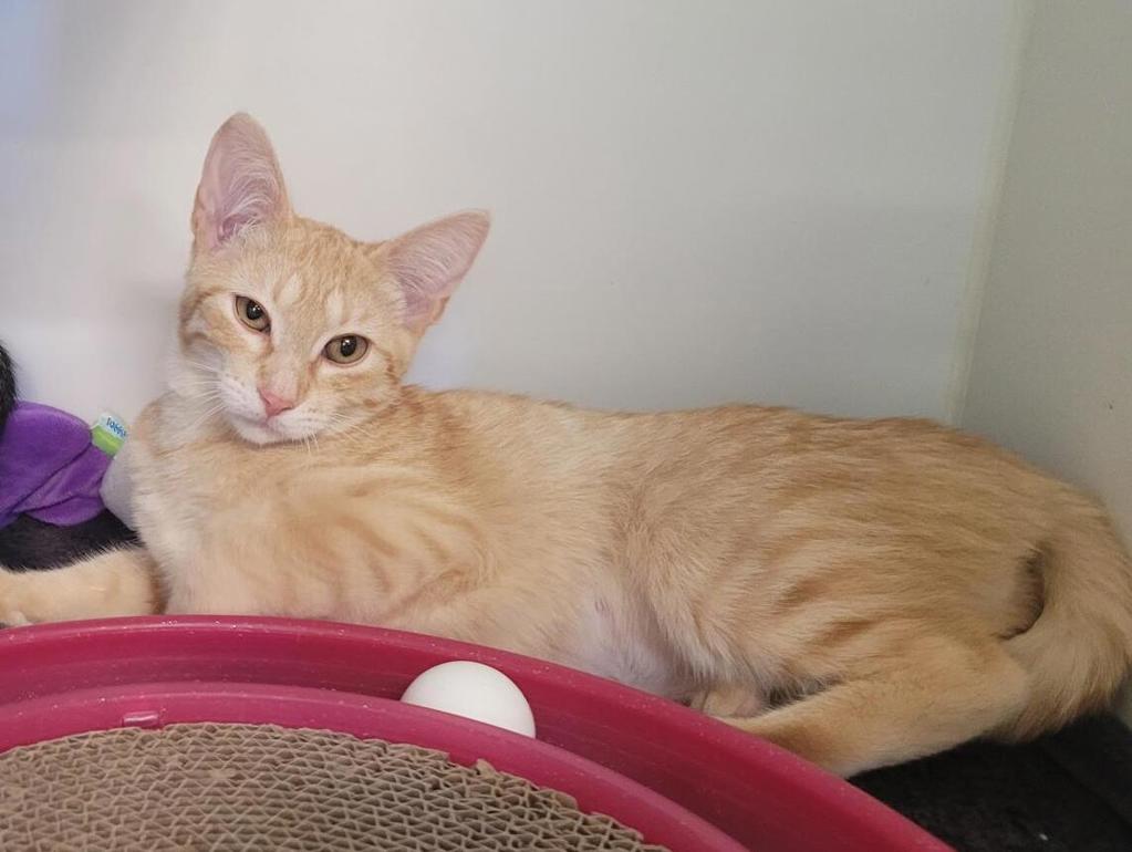 Shelter Stray Female Cat last seen Near E 5th Avenue, Escondido, CA, 92025, Escondido, CA 92027, USA