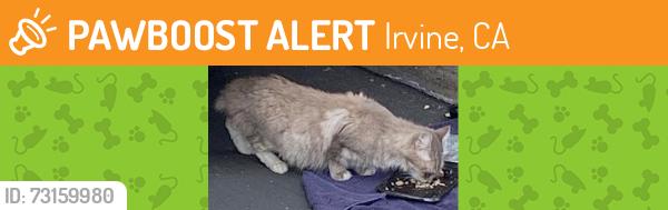 Found/Stray Unknown Cat last seen Culver and Ethel Coplen, Irvine, CA 92612