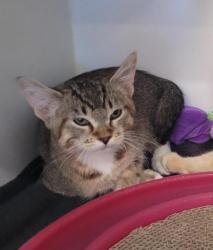 Shelter Stray Male Cat last seen W 11th Avenue, Escondido, CA, 92029, Escondido, CA 92027, USA