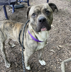 Shelter Stray Male Dog last seen Near Fountain Springs road, HOLLY SPRINGS, NC, 27540, 820 Beacon Lake Dr, Raleigh, NC 27610, USA