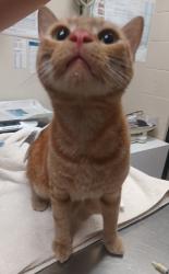 Shelter Stray Male Cat last seen Near Nebraska Avenue, San Diego, CA, 92139, El Cajon, CA 92020, USA