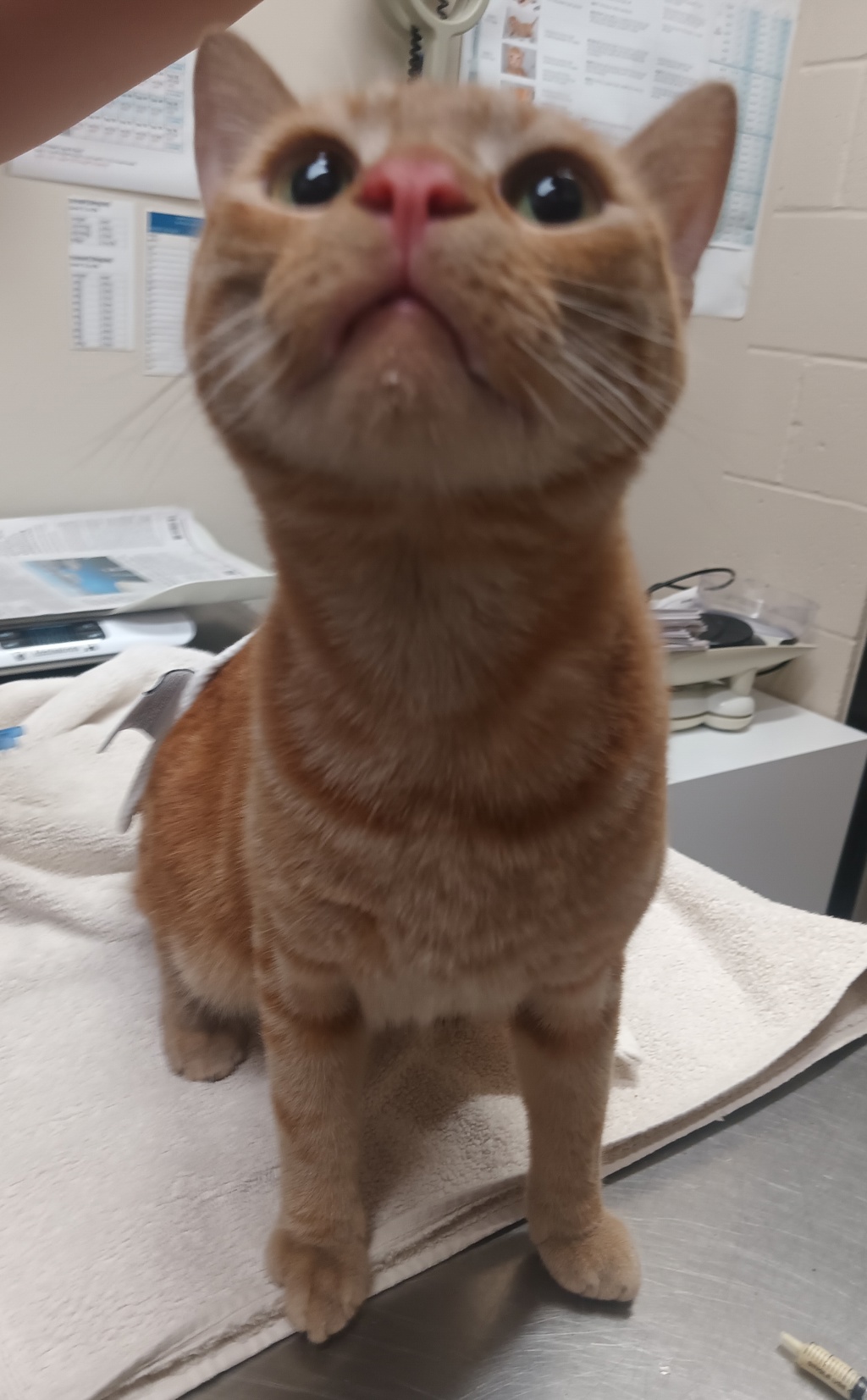 Shelter Stray Male Cat last seen Near Nebraska Avenue, San Diego, CA, 92139, El Cajon, CA 92020, USA