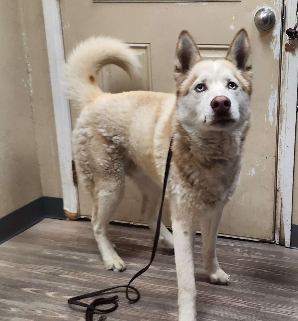 Shelter Stray Male Dog last seen N Santa Fe Avenue, Vista, CA, 92084, 5500 Gaines St, San Diego, CA 92110, USA